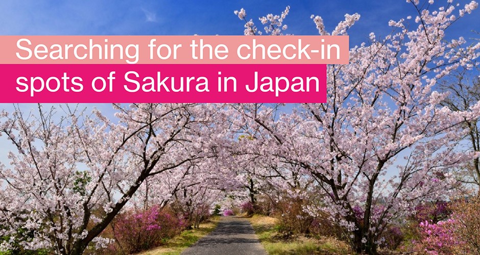 Searching for the check-in spots of Sakura in Japan